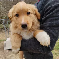 Chingachgook, a male English Shepherd for sale in Gate City, VA – Photo 2 of 3