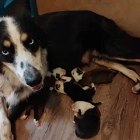 Sable or tri color puppy, a  English Shepherd for sale in Gate City, VA – Photo 2 of 2