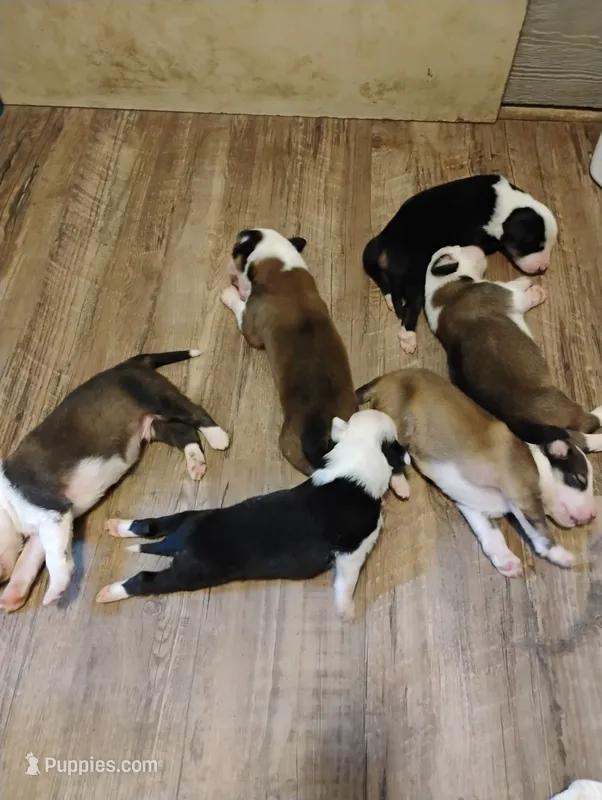 Sable or tri color puppy