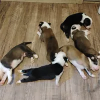 Sable or tri color puppy, a  English Shepherd for sale in Gate City, VA – Photo 1 of 2