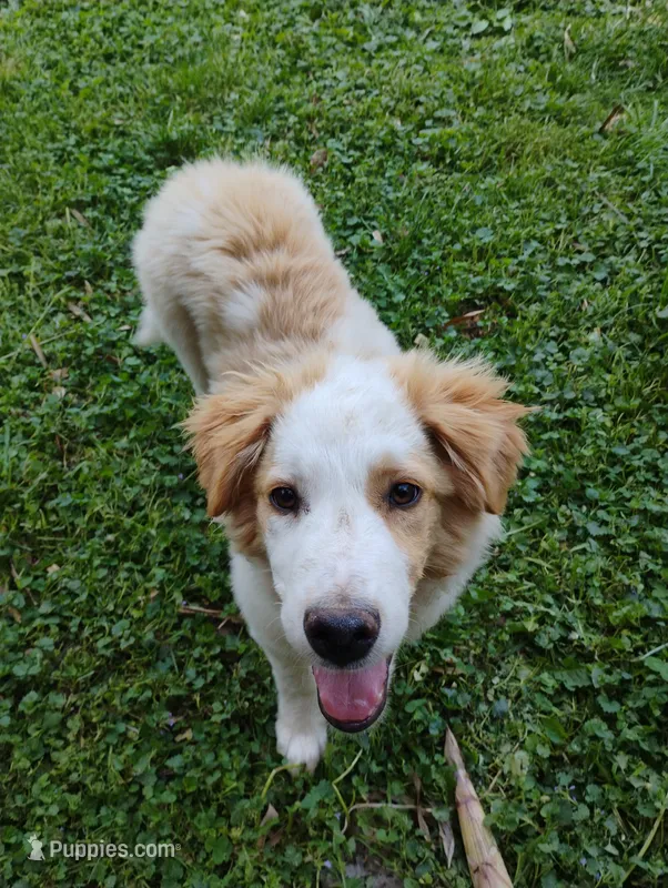 Hawkeye  – English Shepherd puppy for sale in Gate City, VA
