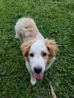Hawkeye , a male English Shepherd for sale in Gate City, VA – 1 of 4