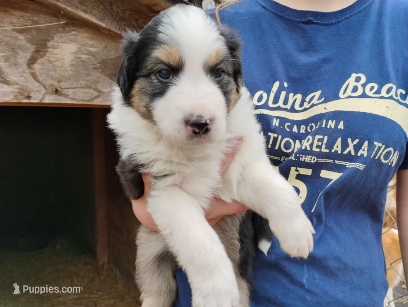 Rumba – English Shepherd puppy for sale in Gate City, VA