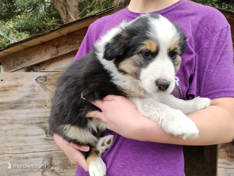 Rumba – English Shepherd puppy for sale in Gate City, VA