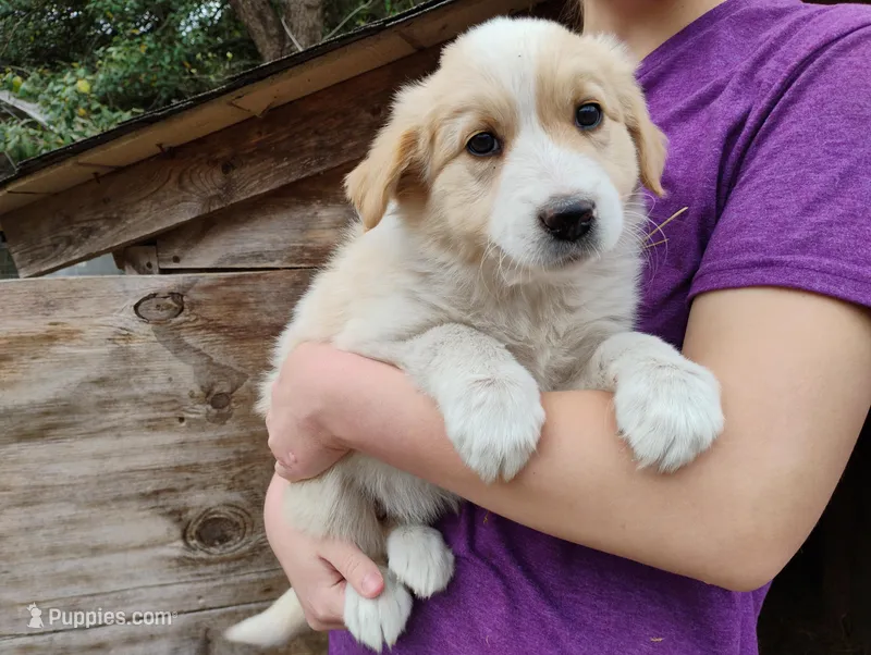 Salsa – English Shepherd puppy for sale in Gate City, VA