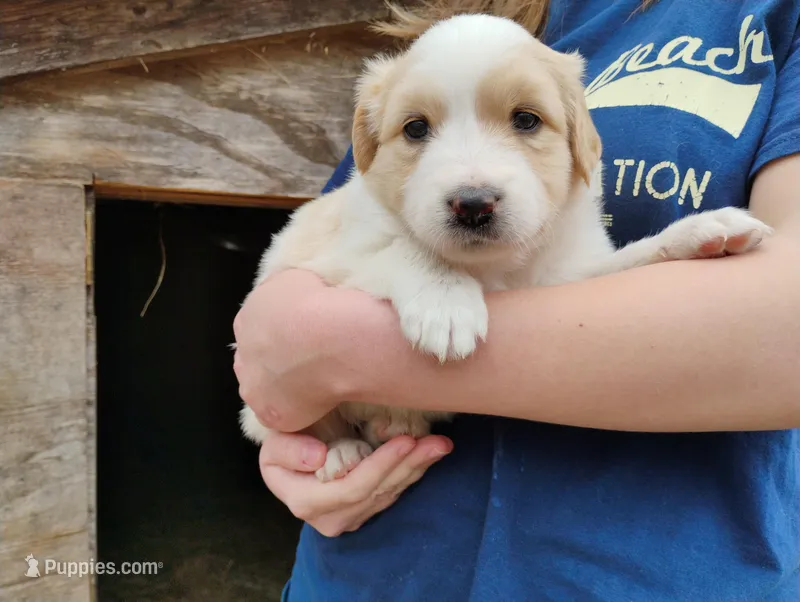 Salsa – English Shepherd puppy for sale in Gate City, VA