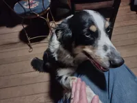 New litter, a male English Shepherd for sale in Gate City, VA – Photo 2 of 3