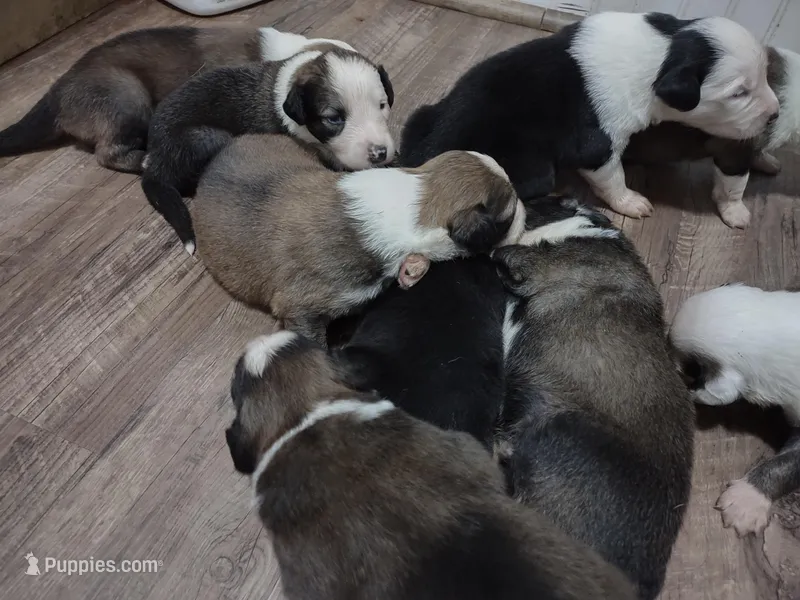 New litter