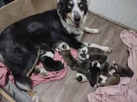 New litter, a male English Shepherd for sale in Gate City, VA – Photo 3 of 3