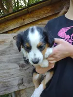 Mary on hold, a female English Shepherd for sale in Gate City, VA – Photo 3 of 4