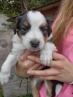 Mary on hold, a female English Shepherd for sale in Gate City, VA – Photo 1 of 4