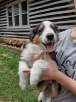 Mary on hold, a female English Shepherd for sale in Gate City, VA – Photo 2 of 4