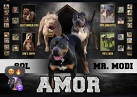 Big girl, a female American Bully for sale in Orlando, FL – 2 of 3