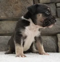 Black , a male American Bully for sale in Orlando, FL – 2 of 4