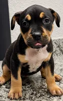 Purple , a female American Bully for sale in Orlando, FL – 2 of 3