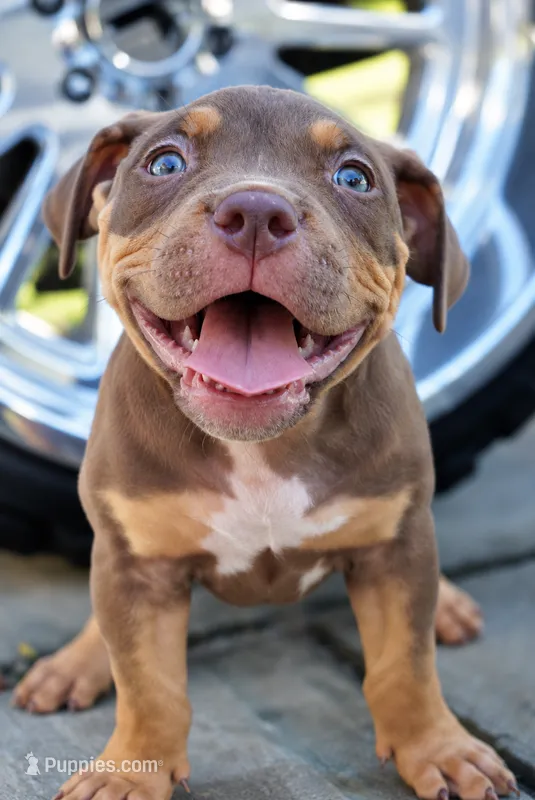 Brownie – American Bully puppy for sale in Orlando, FL
