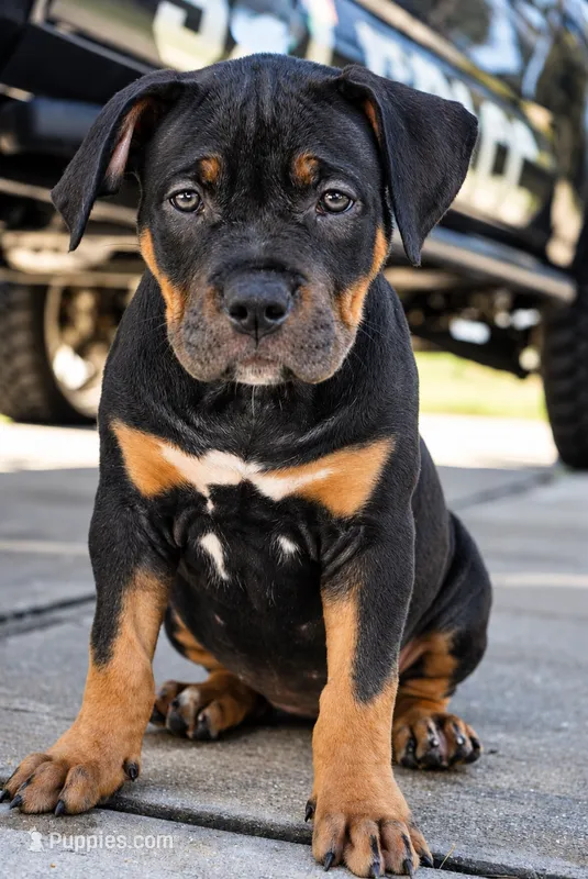 Big girl – American Bully puppy for sale in Orlando, FL