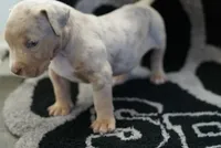 processed/43c4599b-91a0-4dac-8a14-d1f228e7dca1/listing/337369f9-1892-47ba-8178-57eaf44152cb/eab18435-9c39-42ec-ad30-562e75be2725