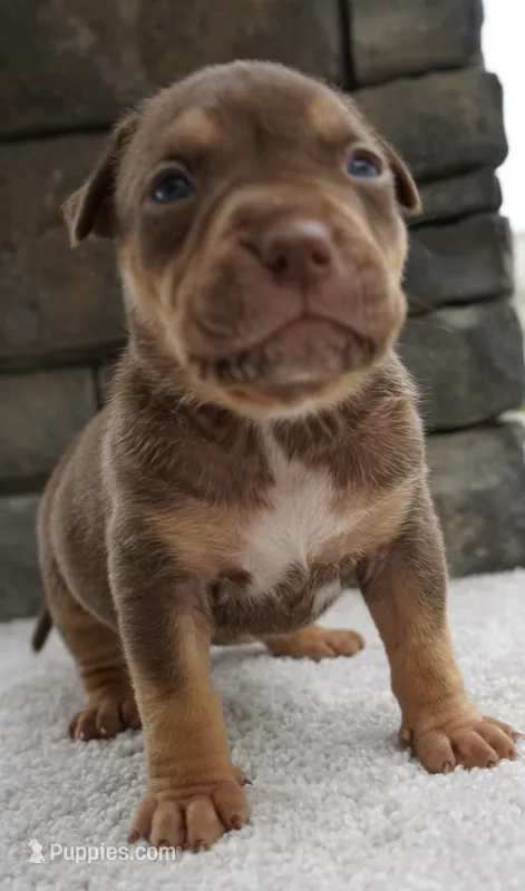 Brownie – American Bully puppy for sale in Orlando, FL