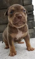 Brownie, a female American Bully for sale in Orlando, FL – 1 of 5