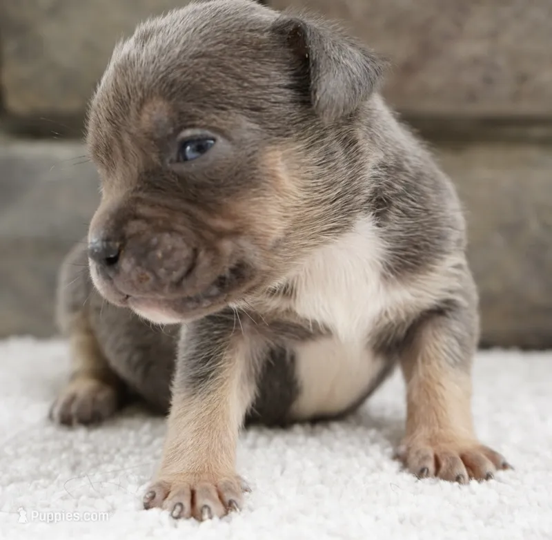 Blue – American Bully puppy for sale in Orlando, FL