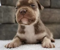 Chip, a male American Bully for sale in Orlando, FL – 1 of 8