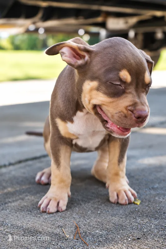 Cookie – American Bully puppy for sale in Orlando, FL