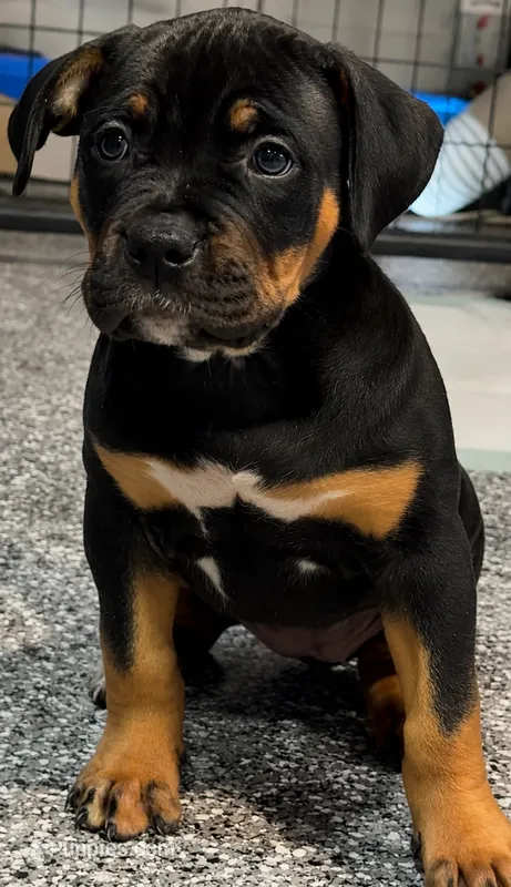 Big girl – American Bully puppy for sale in Orlando, FL