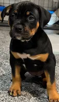 Big girl, a female American Bully for sale in Orlando, FL – 1 of 3