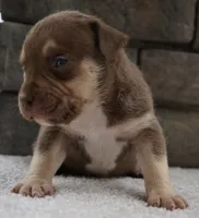 Chip, a male American Bully for sale in Orlando, FL – 2 of 8
