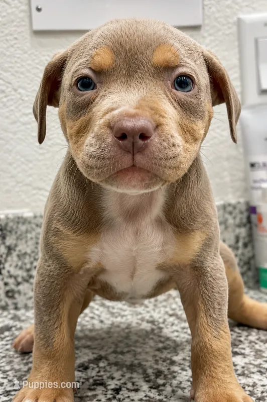 Cutie – American Bully puppy for sale in Orlando, FL