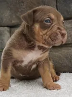 Brownie, a female American Bully for sale in Orlando, FL – 2 of 5