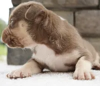 Chip, a male American Bully for sale in Orlando, FL – 4 of 8