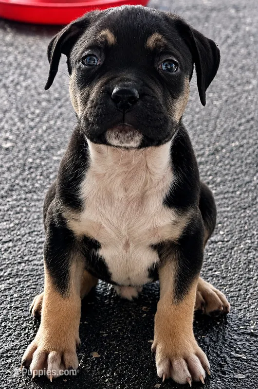 Black  – American Bully puppy for sale in Orlando, FL