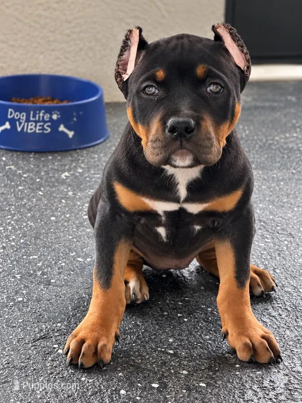 Big girl – American Bully puppy for sale in Orlando, FL