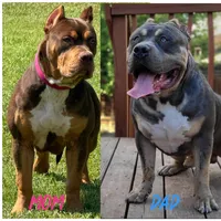 Chip, a male American Bully for sale in Orlando, FL – 5 of 8