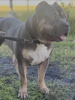 Brownie, a female American Bully for sale in Orlando, FL – 3 of 5