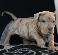 processed/43c4599b-91a0-4dac-8a14-d1f228e7dca1/listing/92d57cfc-0c1e-42f3-9d50-70ece7d6f154/d3b03f68-2471-4a16-b27b-3ac38530a0f4