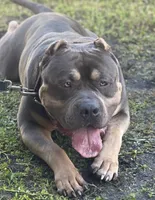 Brownie, a female American Bully for sale in Orlando, FL – 4 of 5