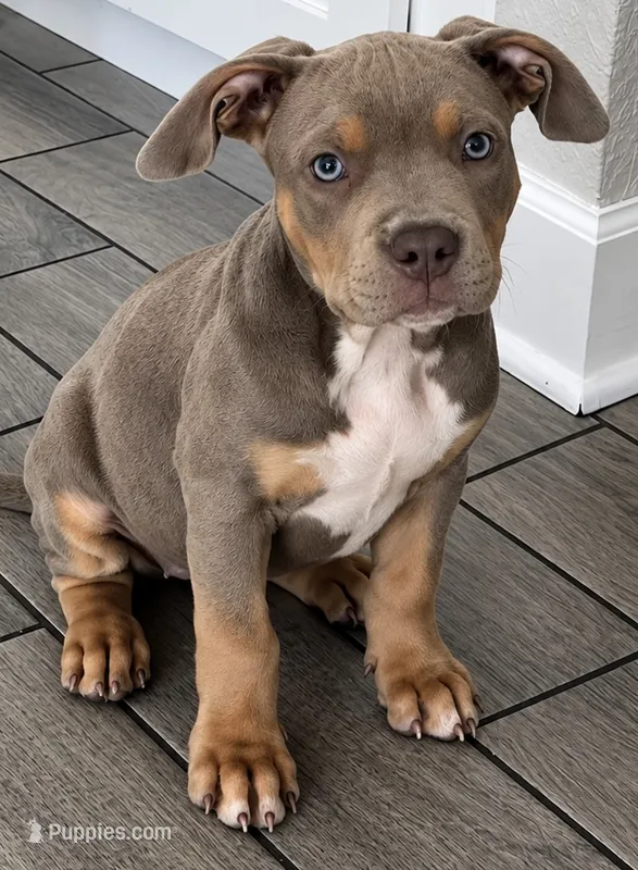 Cutie – American Bully puppy for sale in Orlando, FL