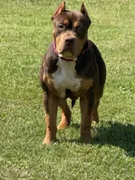 Chip, a male American Bully for sale in Orlando, FL – 8 of 8