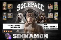 Big girl, a female American Bully for sale in Orlando, FL – 3 of 3