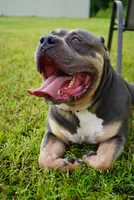 Chip, a male American Bully for sale in Orlando, FL – 7 of 8