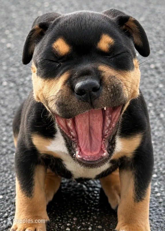 Purple  – American Bully puppy for sale in Orlando, FL