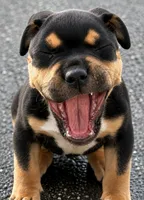 Purple , a female American Bully for sale in Orlando, FL – 1 of 3