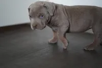 processed/43c4599b-91a0-4dac-8a14-d1f228e7dca1/listing/c4626759-0a09-447f-86f7-85915427a2ea/0a6ebabb-4eb9-4c8f-8bdc-afcb848c85ca