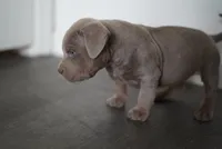 processed/43c4599b-91a0-4dac-8a14-d1f228e7dca1/listing/c4626759-0a09-447f-86f7-85915427a2ea/64416339-9c83-485d-9f63-cbc0ef59c78d