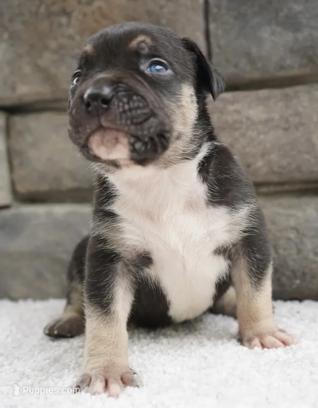 Black  – American Bully puppy for sale in Orlando, FL