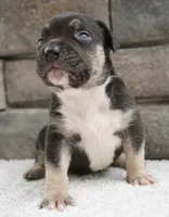 Black , a male American Bully for sale in Orlando, FL – 1 of 4