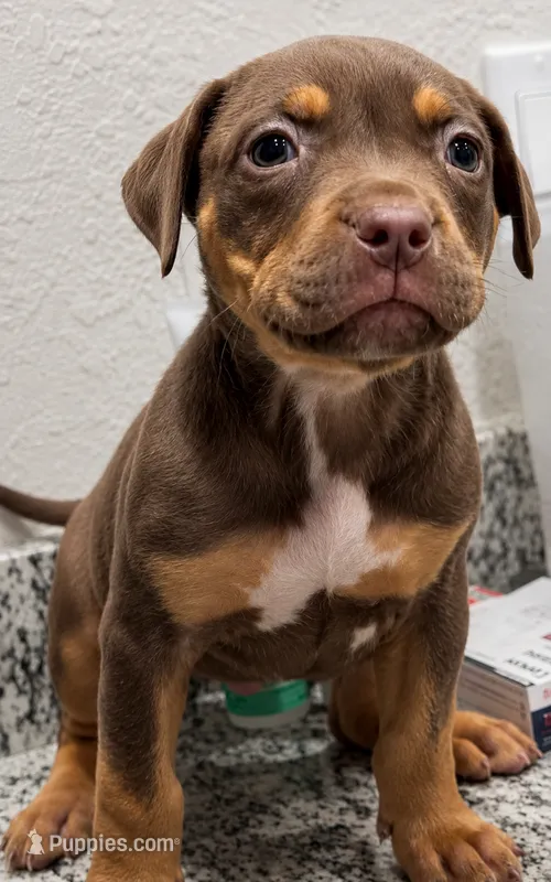 Brownie – American Bully puppy for sale in Orlando, FL